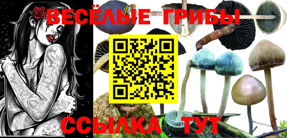 Кызыл  Галлюциногенные грибы Psilocybe  Вход с VPN 